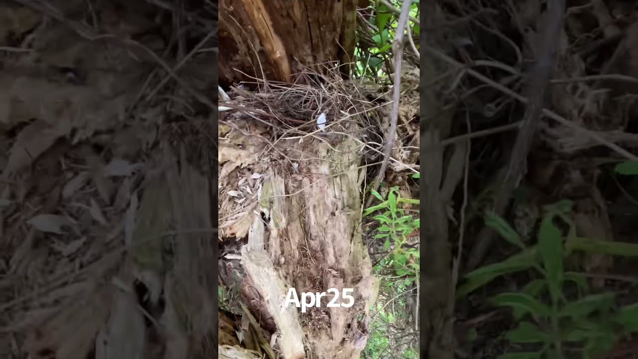 Mourning Dove Nest Attacked