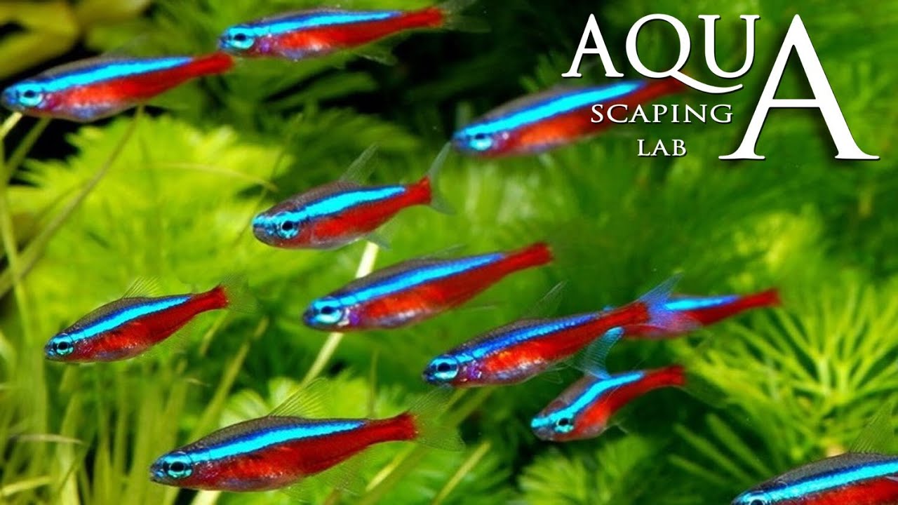 Aquascaping Lab - Neon Tetra Paracheirodon Innesi & Axelrodi Fish description / Neon Cardinale