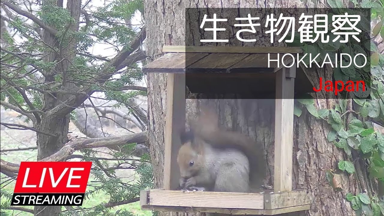 2026.1.28【LIVE】北海道の生き物観察（札幌郊外の餌場）