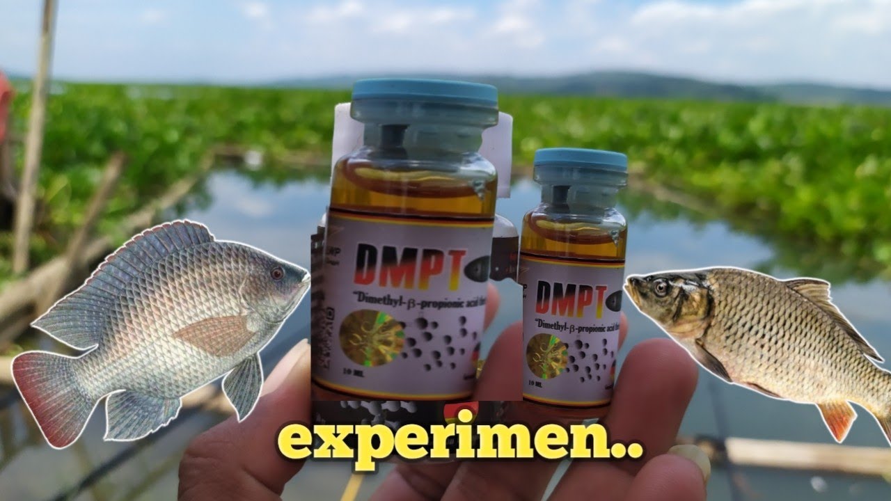 experimen DMPT CAIR zerman cara pakainya dan langsung test alam liar ini hasilnya....