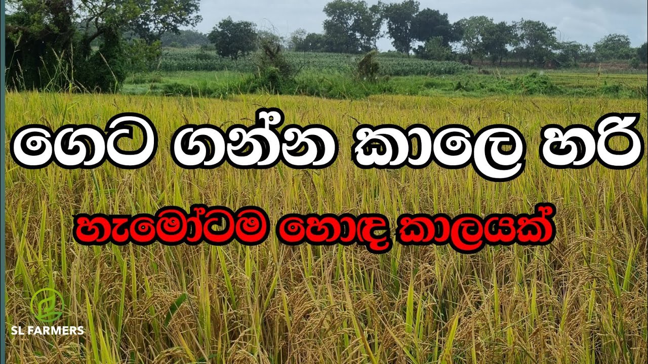 18 February 2026|slfarmers |වීගොවිතැන|