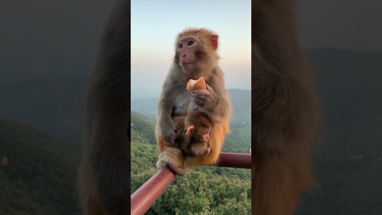 Best Monkey Baby monkey Animals monkeys Cute Monkey videos #Shorts 392