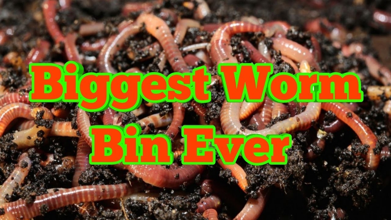 Worm Compost Bin Made From Recycled IBC Tote Vermicompost Harvest