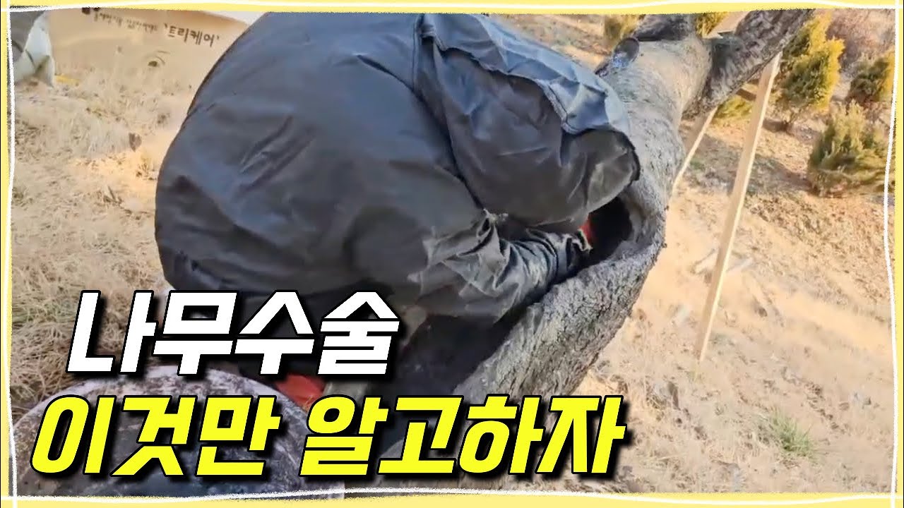 수목외과수술 나무병원 나무의사 실제 노하우 꿀팁