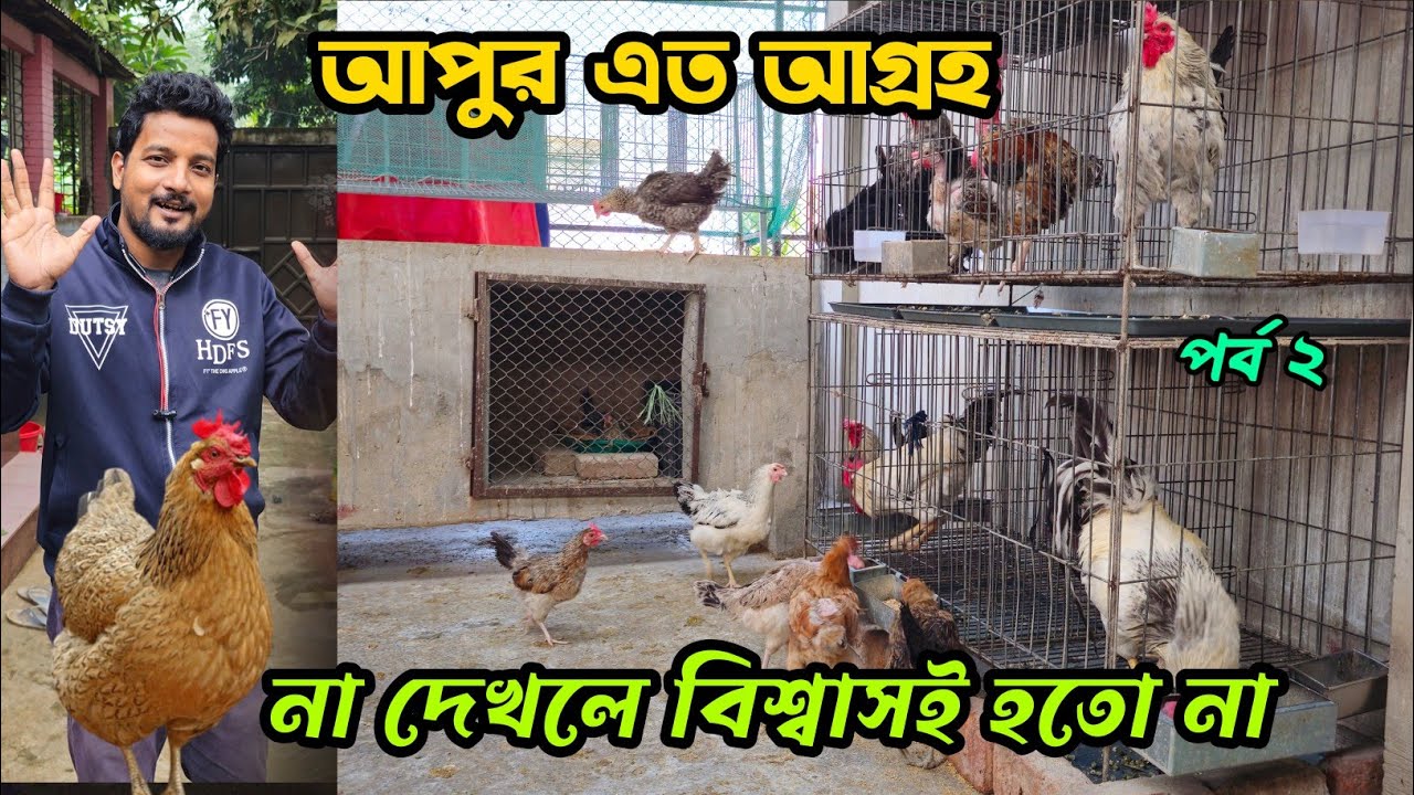 আপুর এত আগ্রহ না দেখলে বিশ্বাসই হতো না দেশি মুরগির খামার