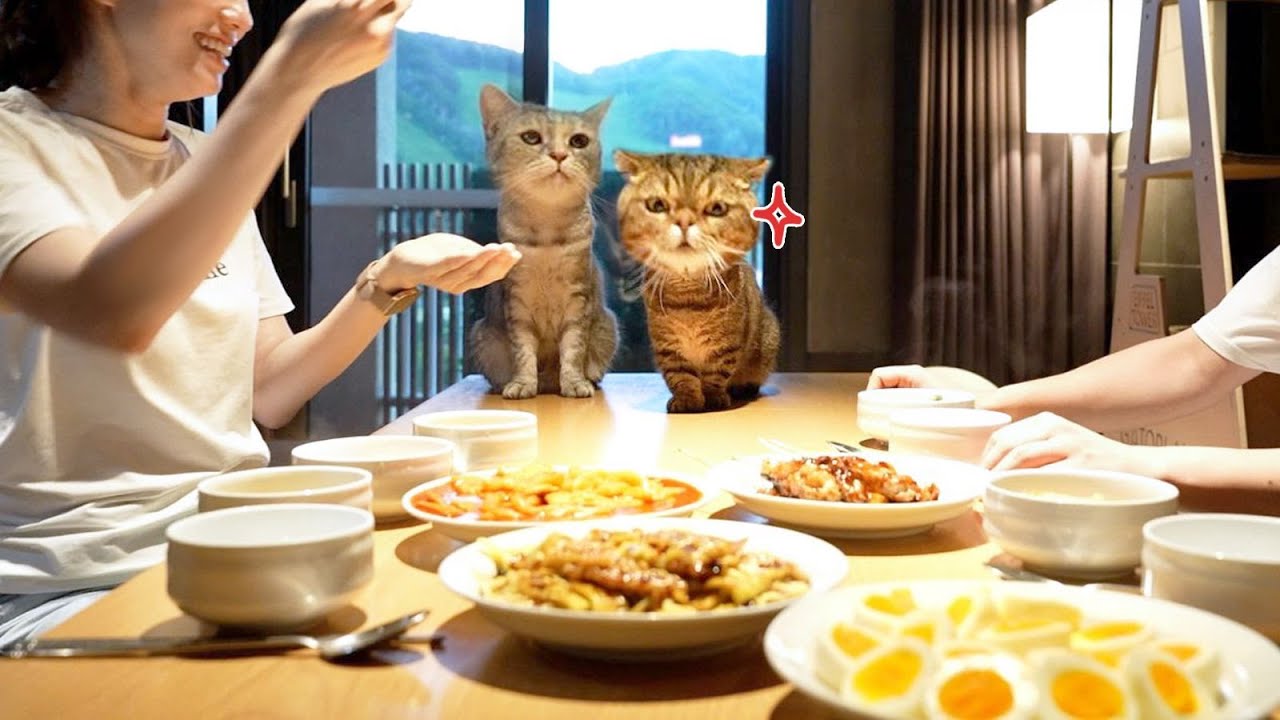 난이도 극상💢 고양이 두마리랑 함께 여행가기