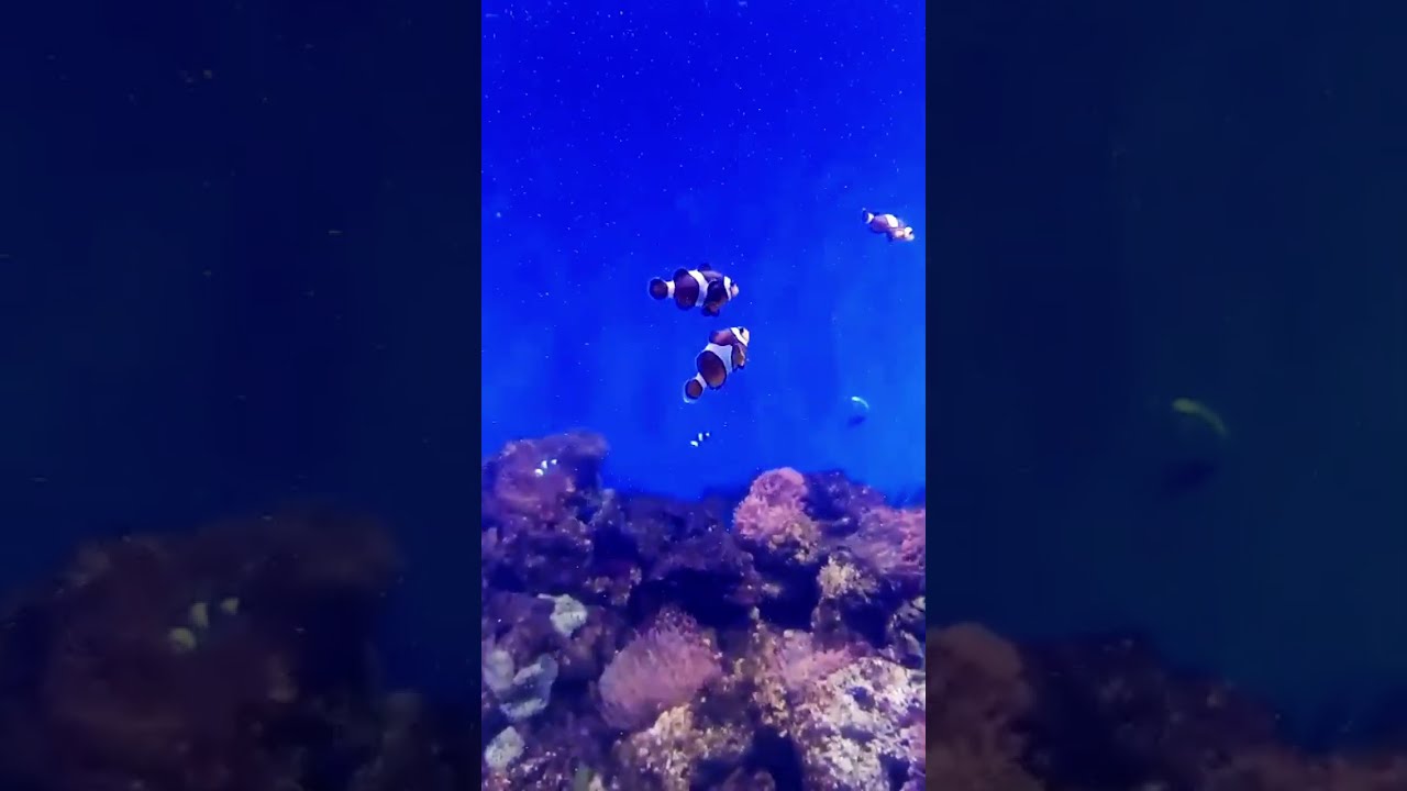 Aquário gigante, experiência incrível.