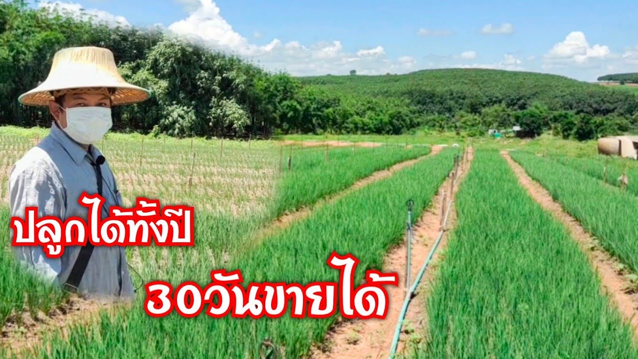 หอมแบ่งรายใหญ่ ปลูกเองขายเองหมุนเวียนทั้งปี 30วันก็ขายได้แล้ว