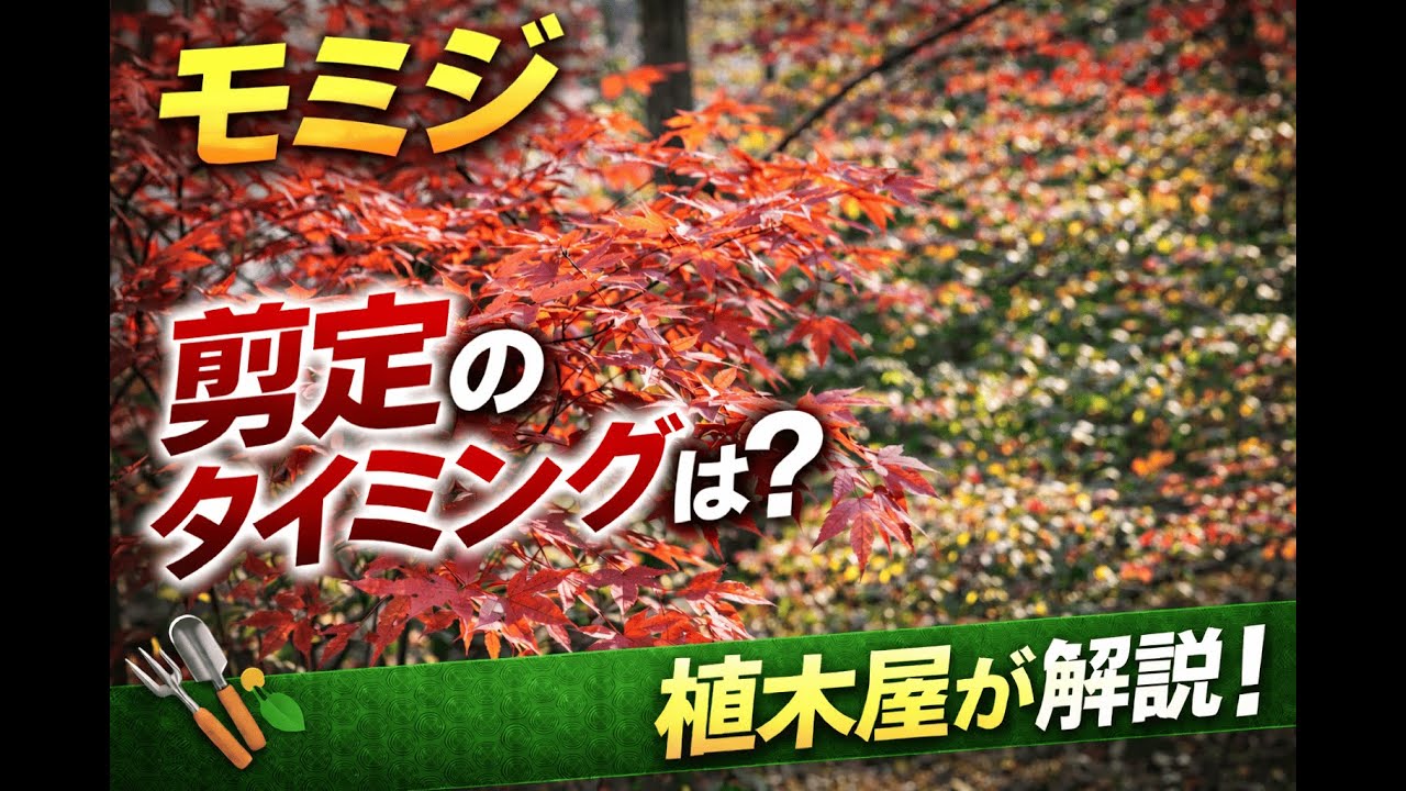 モミジと上手に付き合う距離感　#樹木 #秋の庭