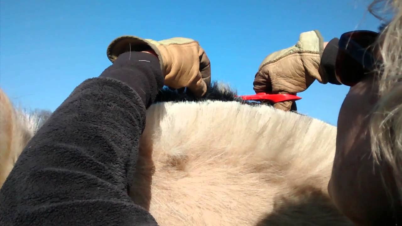 Tuto couper la crinière d'un Fjord