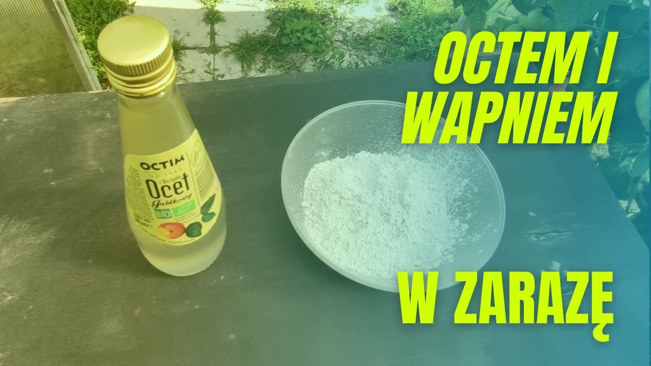 Octem i Wapniem... w zarazę ziemniaczaną