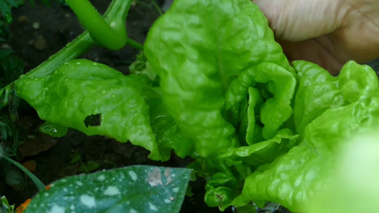 Comment recolter une salade