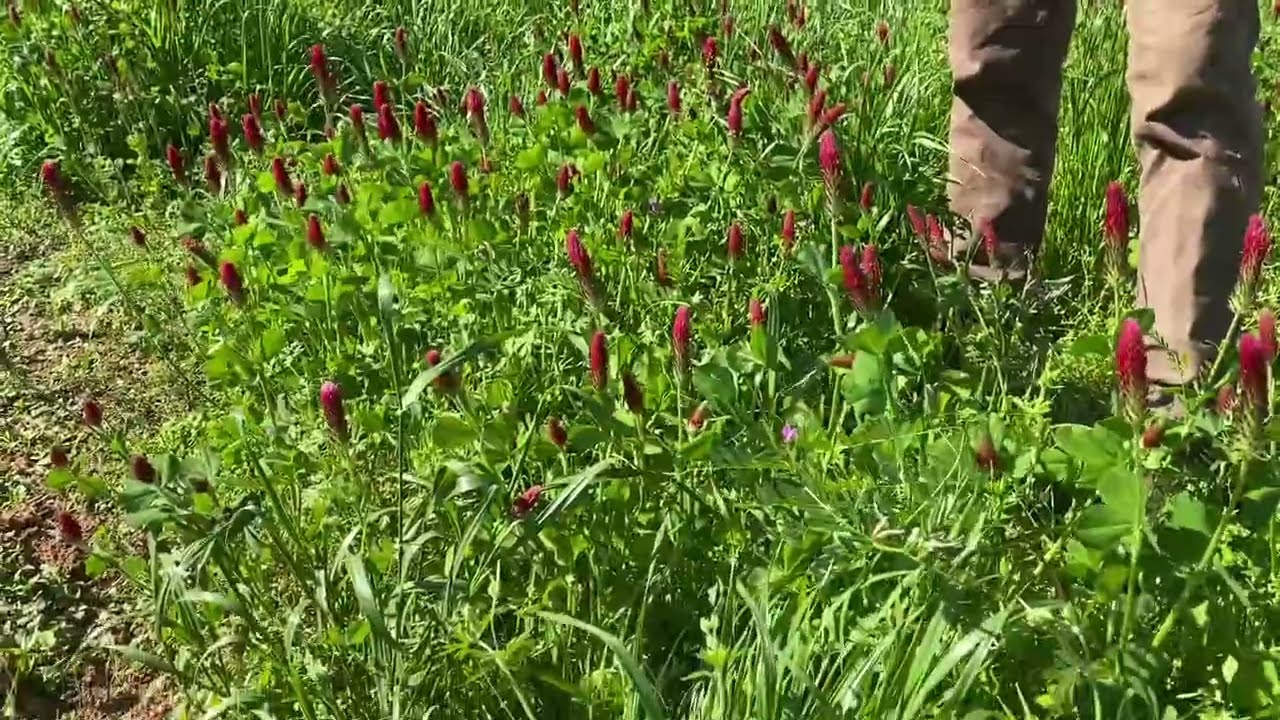 Crimson and White Dutch Clovers