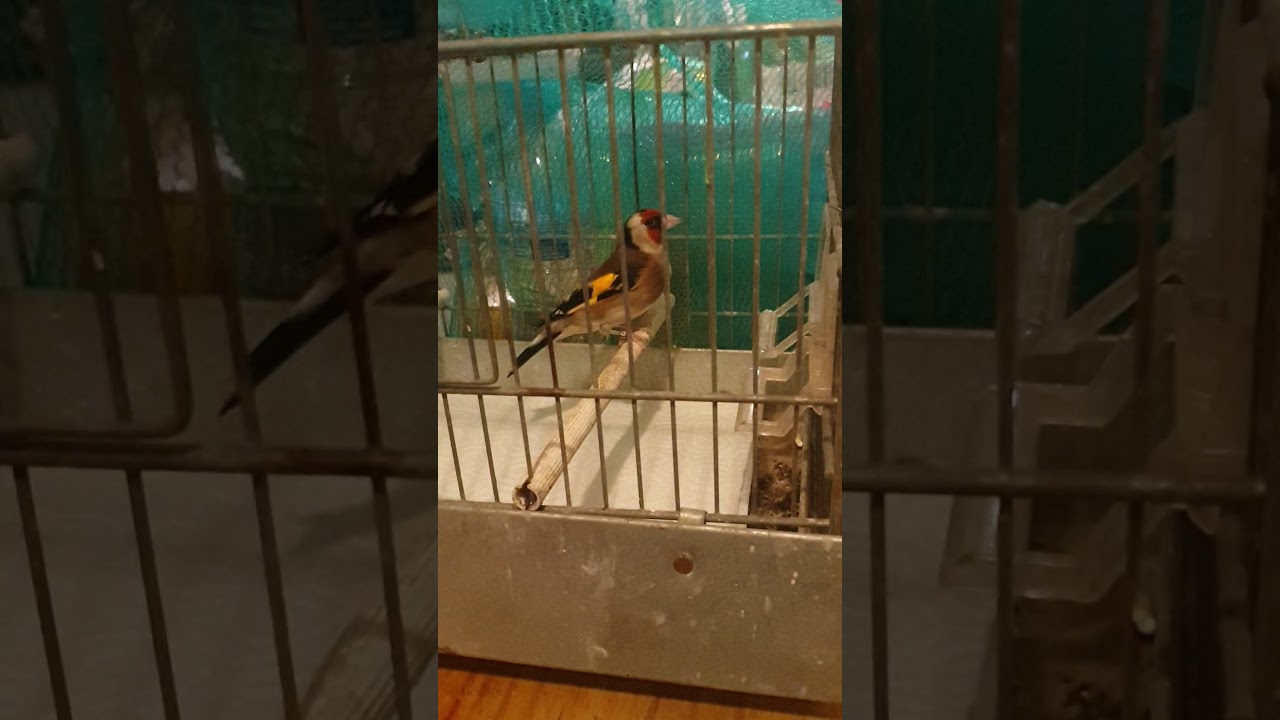 how to hand tame Birds my goldfinch Reggie the 5th