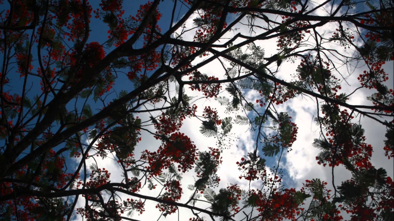 Mantra Ajai Alai-Mirabai Ceiba.