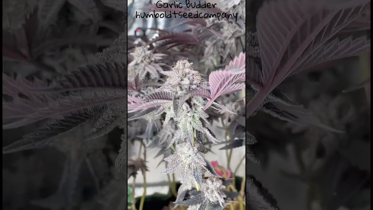 Garlic Budder Day 53  Humboldtseedcompany