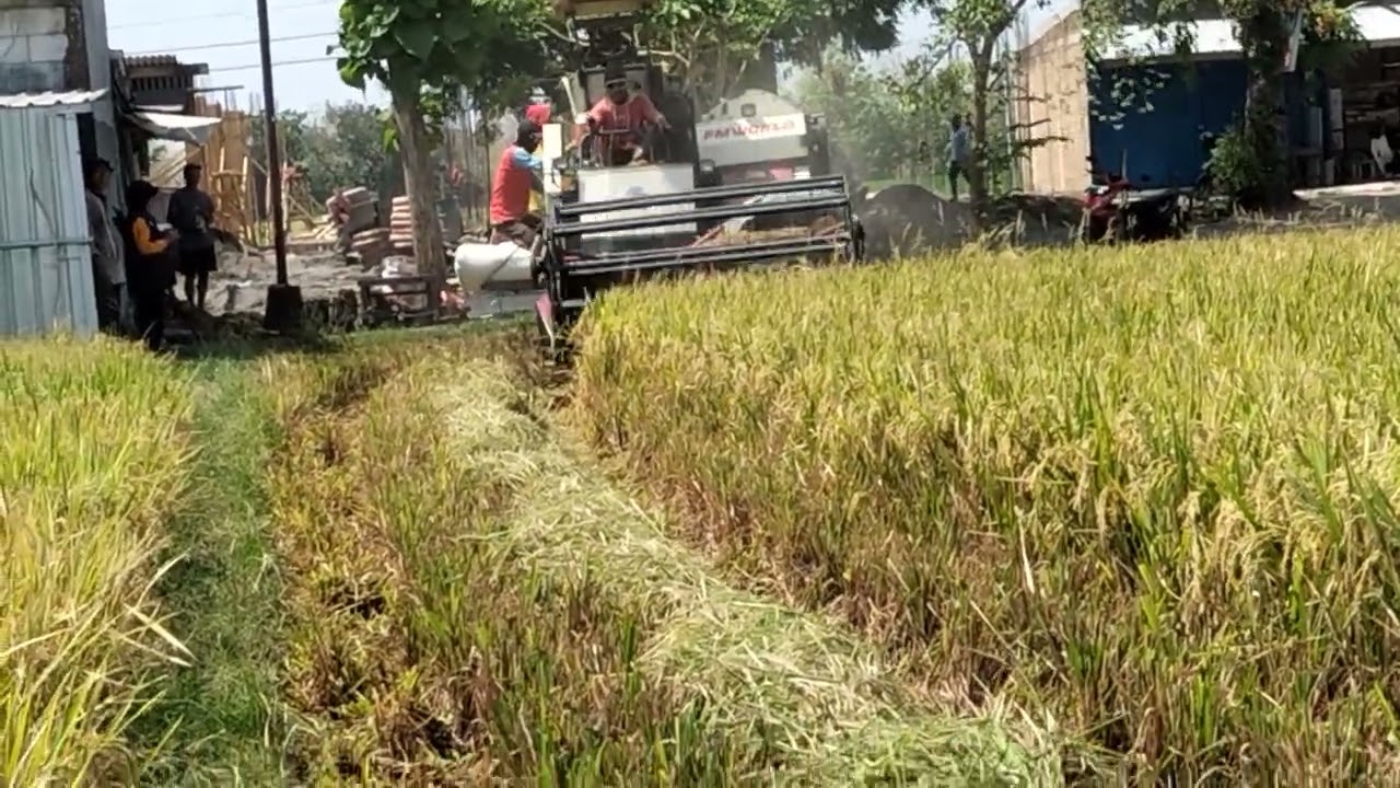 Alhamdulillah panen, jerih payah kerja keras 3 bulan visa bawa pulang