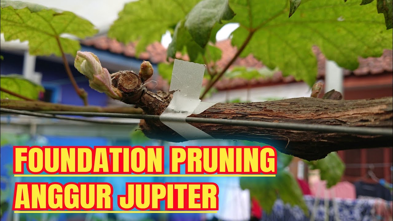 FOUNDATION PRUNING ANGGUR JUPITER‼️🔥🍇