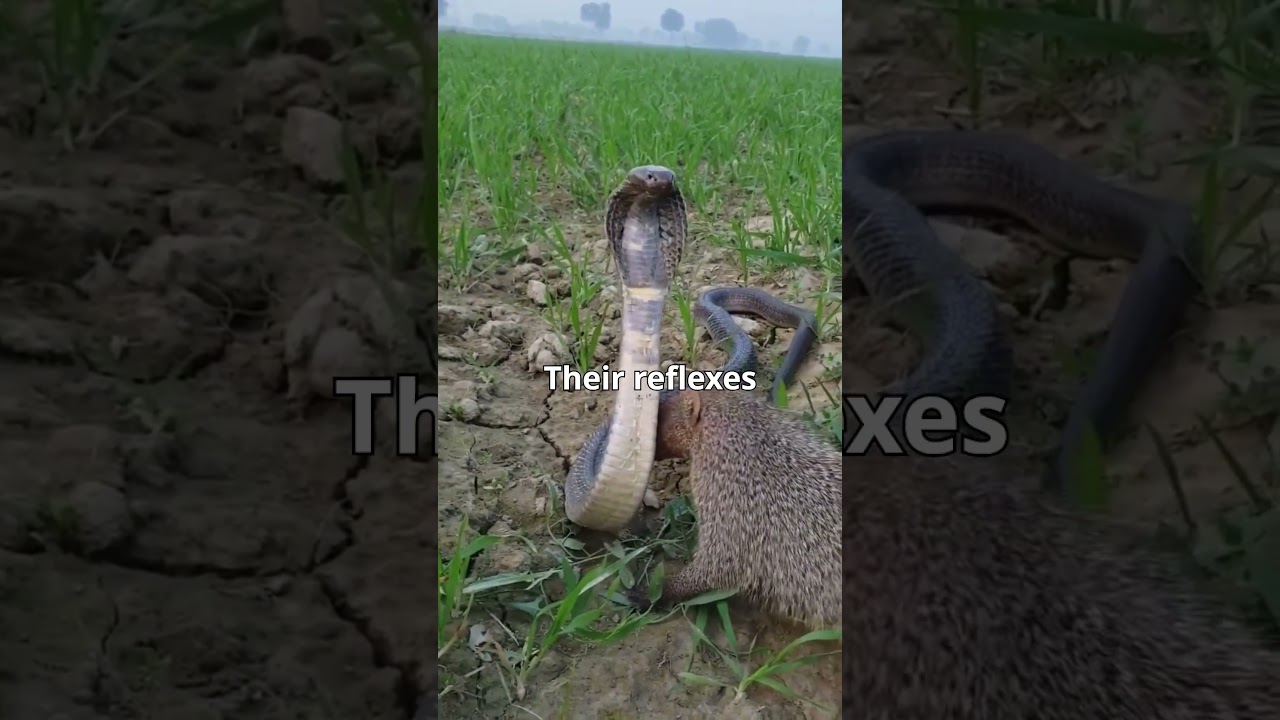 The Mongoose: The Snake-Killing Machine You Don&rsquo;t Want to Mess With!#Mongoose #Wildlife #AnimalFacts