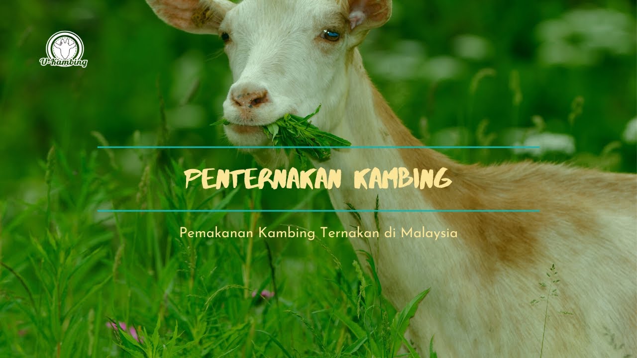 Pemakanan Ternakan Kambing Untuk Penternak Baru yang Belajar
