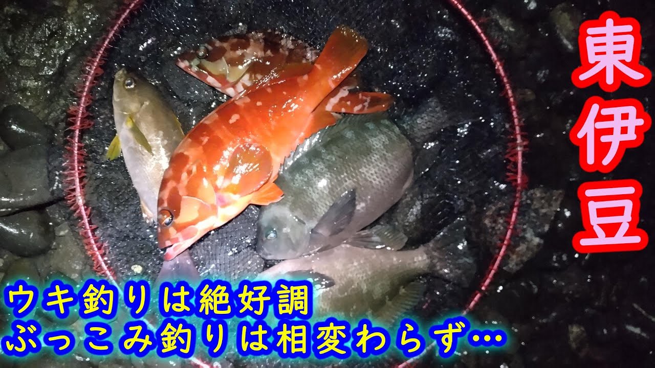 【東伊豆】富戸エリアの小磯でウキ釣り＆ぶっこみ釣り【2025年10月中旬】