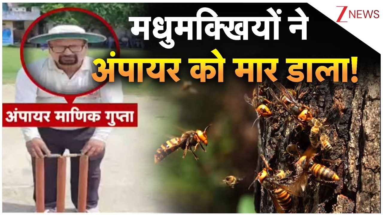 Breaking News: मधुमक्खियों ने अंपायर को मार डाला!  | UP News | ZEE News