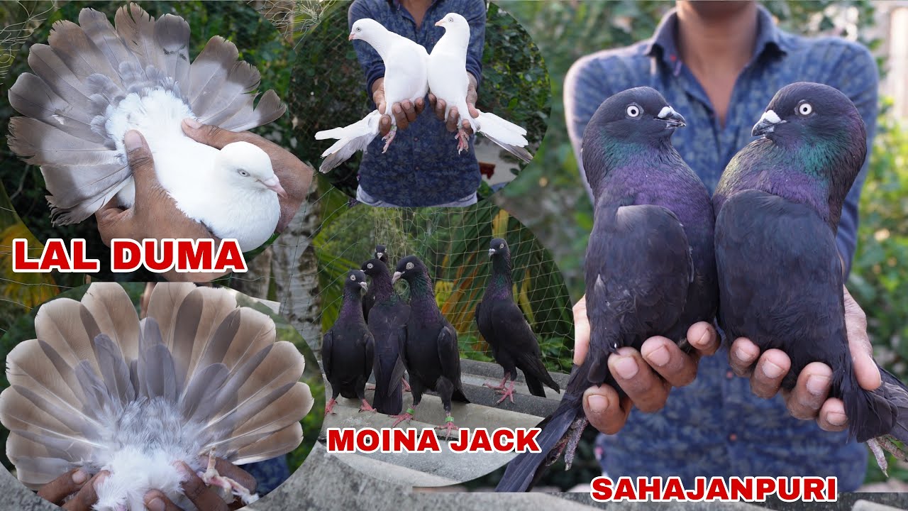 SUPER QUAILITY SAHAJANPURI , LAL DUM & MOINA JACK PIGEONS OF AKRAM GAZI , BAHARU - 9002986621