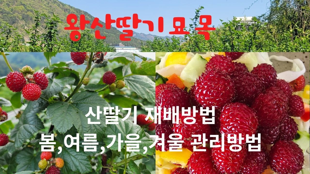 산딸기묘목 분양합니다  왕산딸기 재배방법 묘목 식제부터 여름철관리  수확후관리 겨울철관리까지 한번에 모았습니다 010-3595-3006