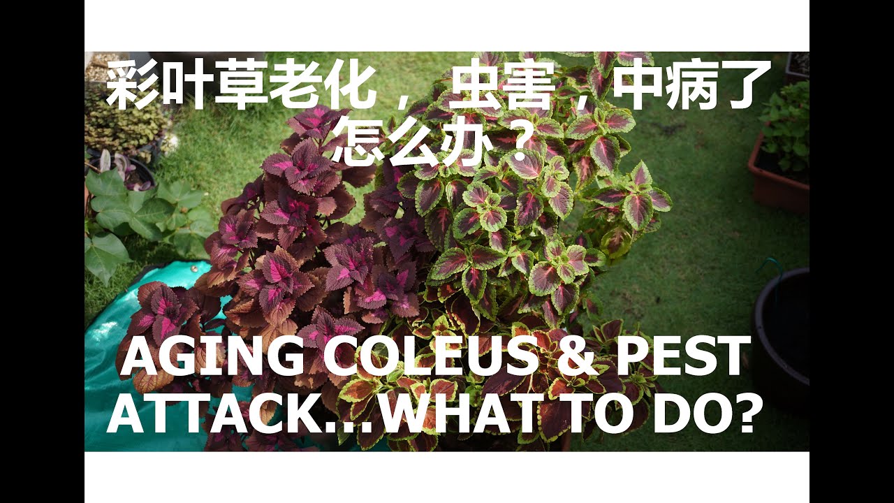 彩叶草老化, 虫害, 中病了怎么办？ | Aging Coleus & Pest Attack, WHAT TO DO?