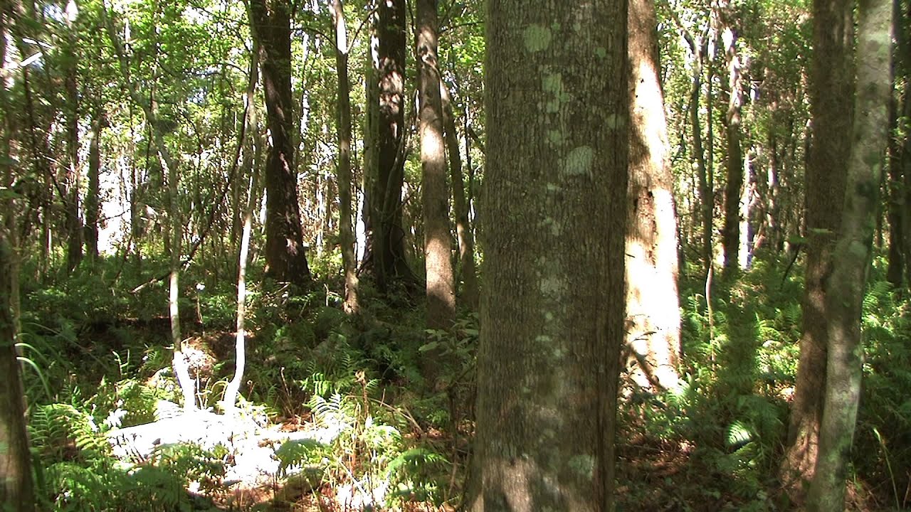 Multicam & Multicam Tropic
