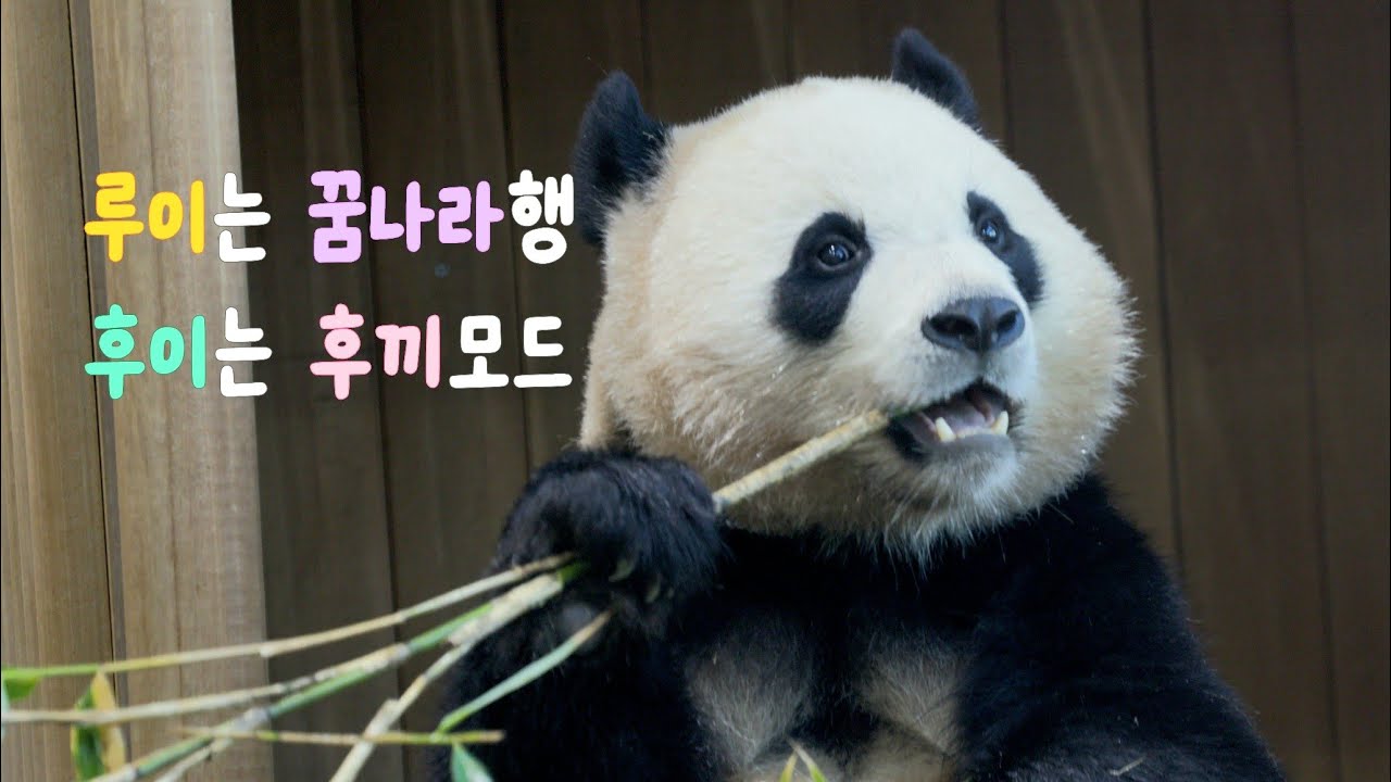 8K처리중 루이바오는 꿈나라행 후이바오는 후끼모드