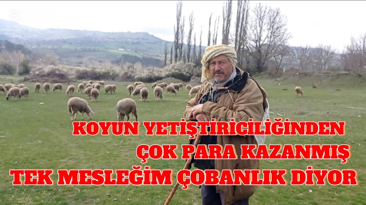 Yaylada Koyun Yetiştiriciliği yaparak geçimini sağlayan Abimiz Koyunculuk'dan çok memnun.