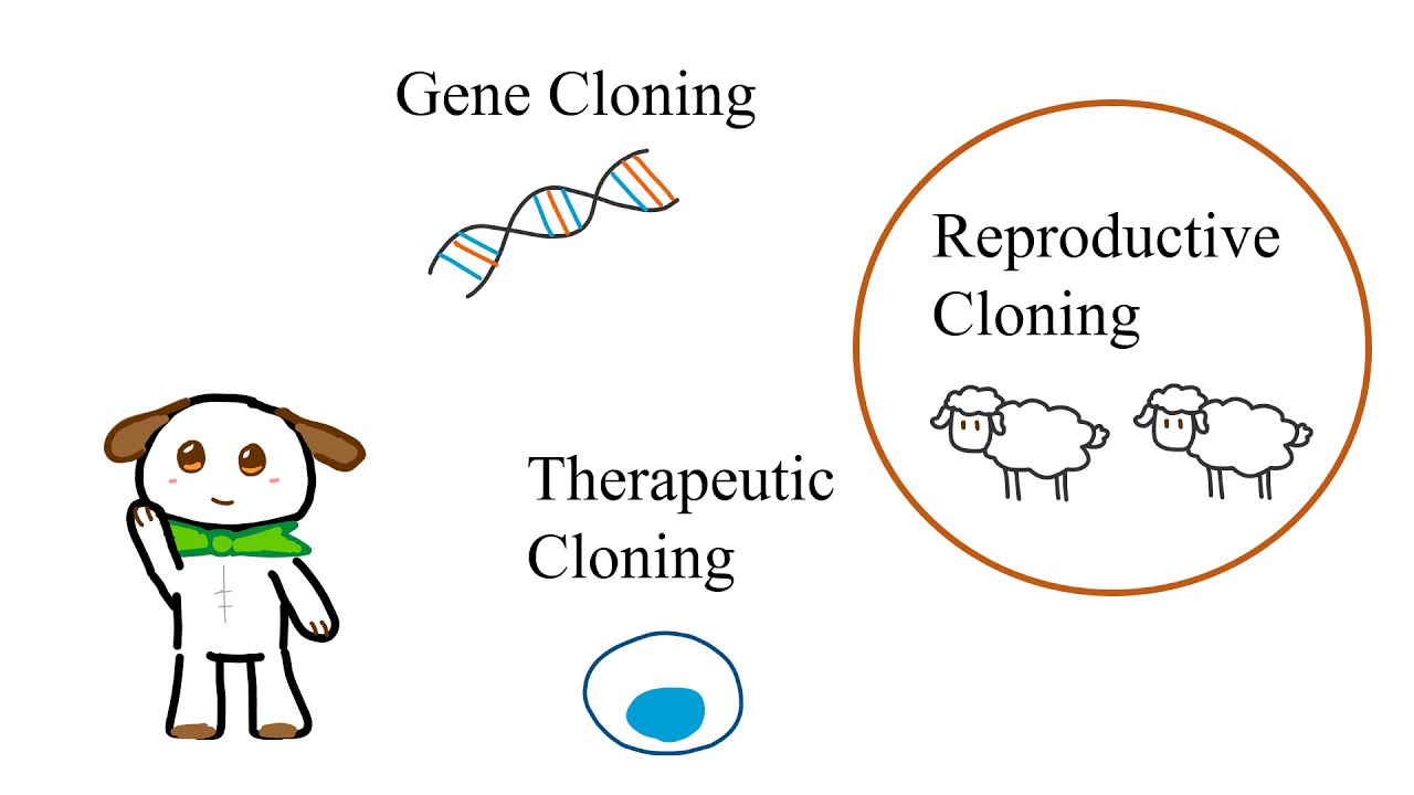 What is Reproductive Cloning?