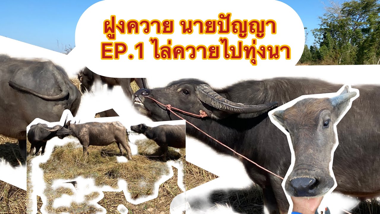 ฝูงควาย นายปัญญา EP.1 ไล่ควายไปทุ่งนา