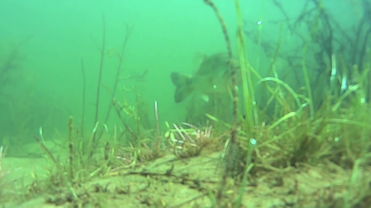 Watch STRIKER react to a YUM or Berkley Crawdad Bait. He turns into THE BOOGY MAN