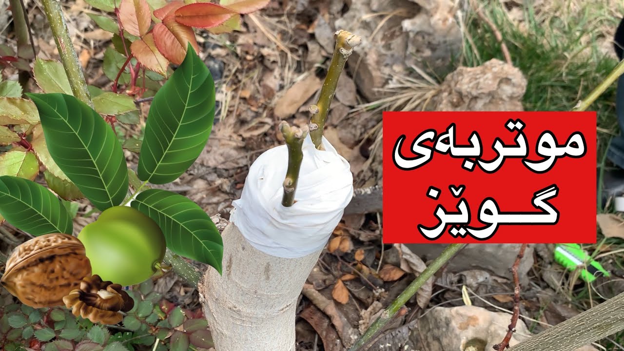 موتربەی گوێز ، تطعيم جوز بالطريقة سهلة ، grafting tree walnut #walnut #rahelaziz #grafting #plants