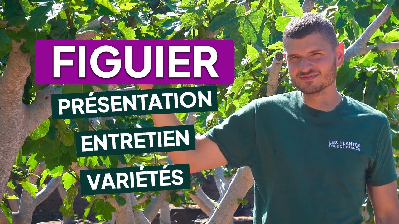 FIGUIER : TOUT SAVOIR pour bien le cultiver 🌞 ENTRETIEN, TAILLE, EXPOSITION, VARIÉTÉS…