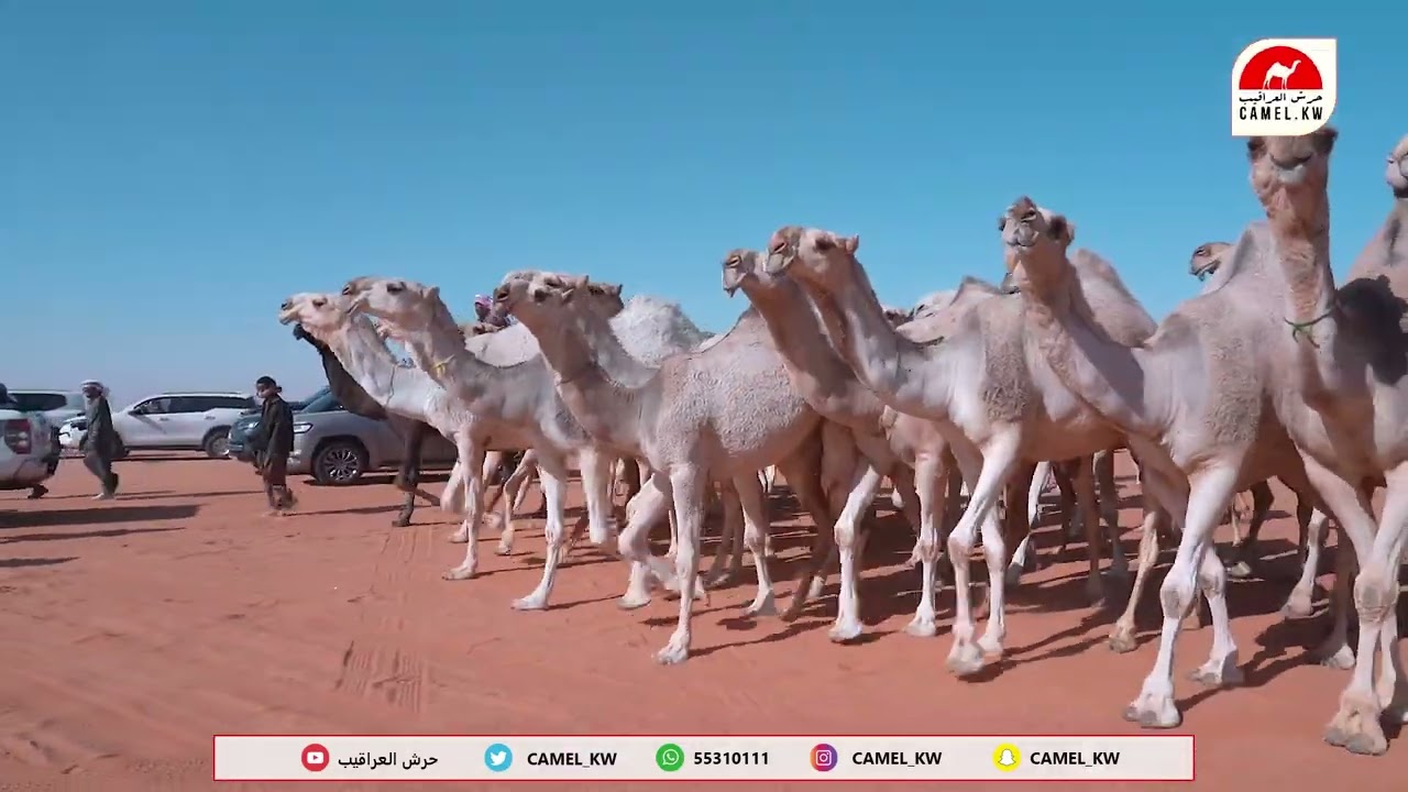 مسيرة موسى عبدالعزيز الموسى لون الشقح (الزعيمات)