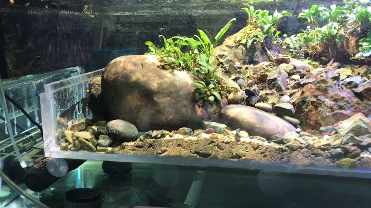 Stream aquarium version 2