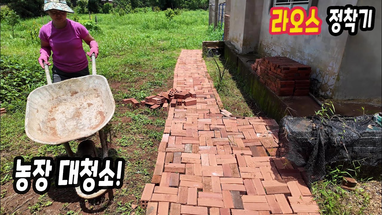 ep537 한국 다녀오니 농장이 엉망이에요