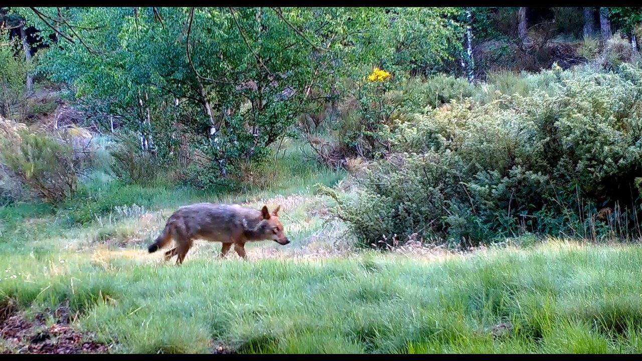 LOBO video 16 / Wolf video 16