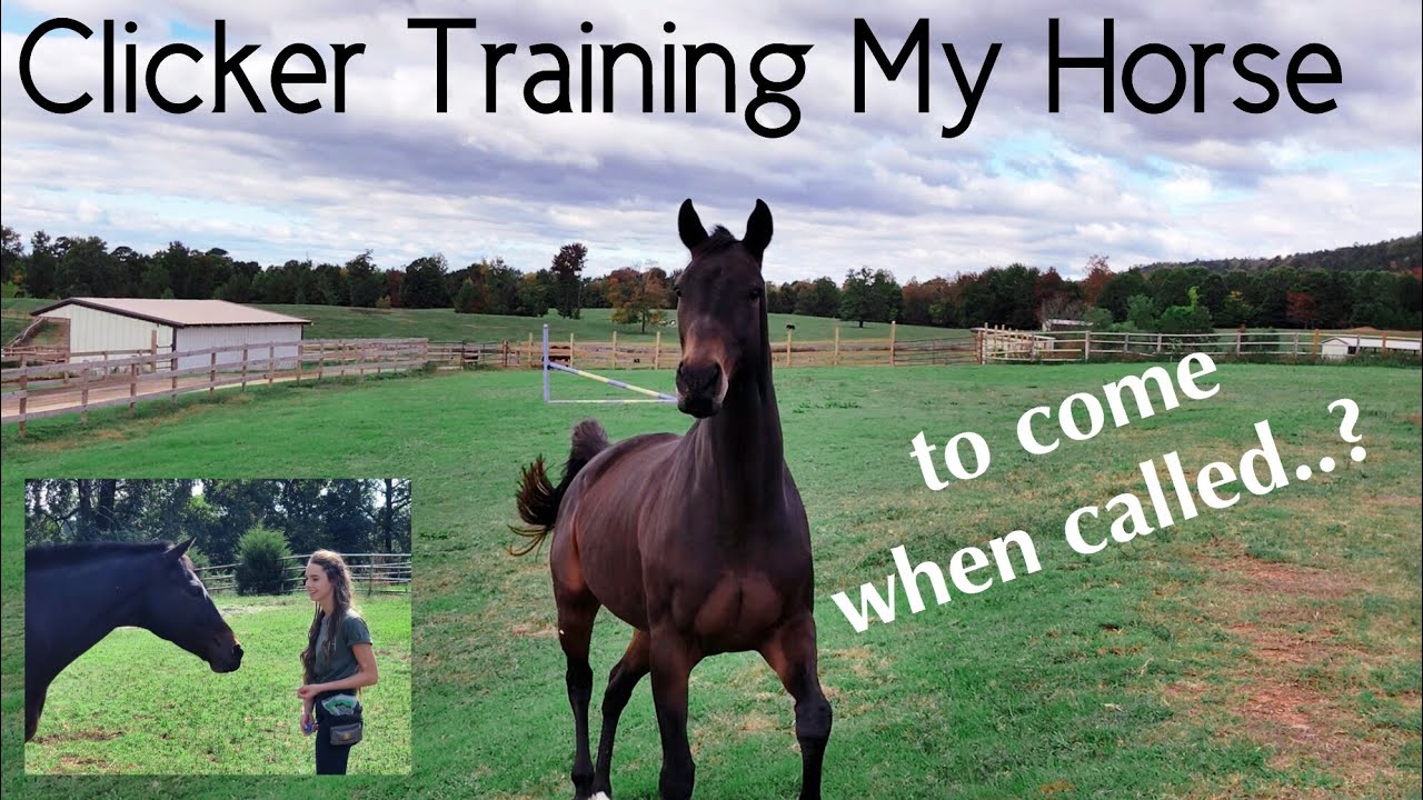 MY HORSE COMES WHEN CALLED? // pt 3