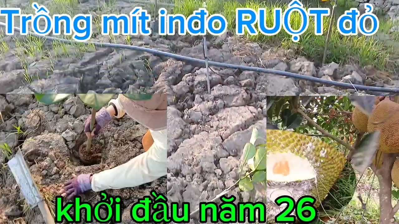Высаживаем еще один сад индонезийского джекфрута с красной мякотью.