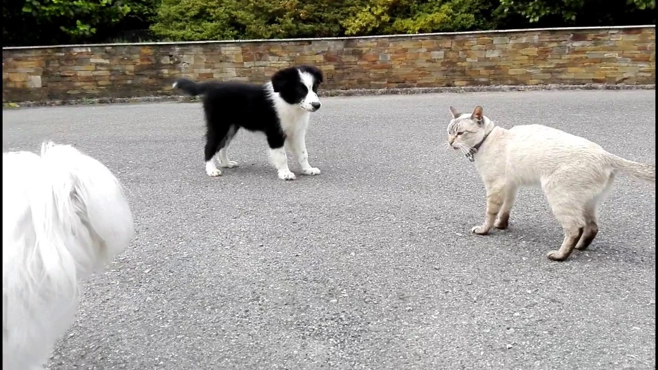 Border collie con 2 meses