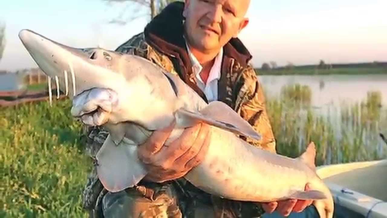 Big Boilie Baits: Tokhal horgászat a Fish Aréna tavon
