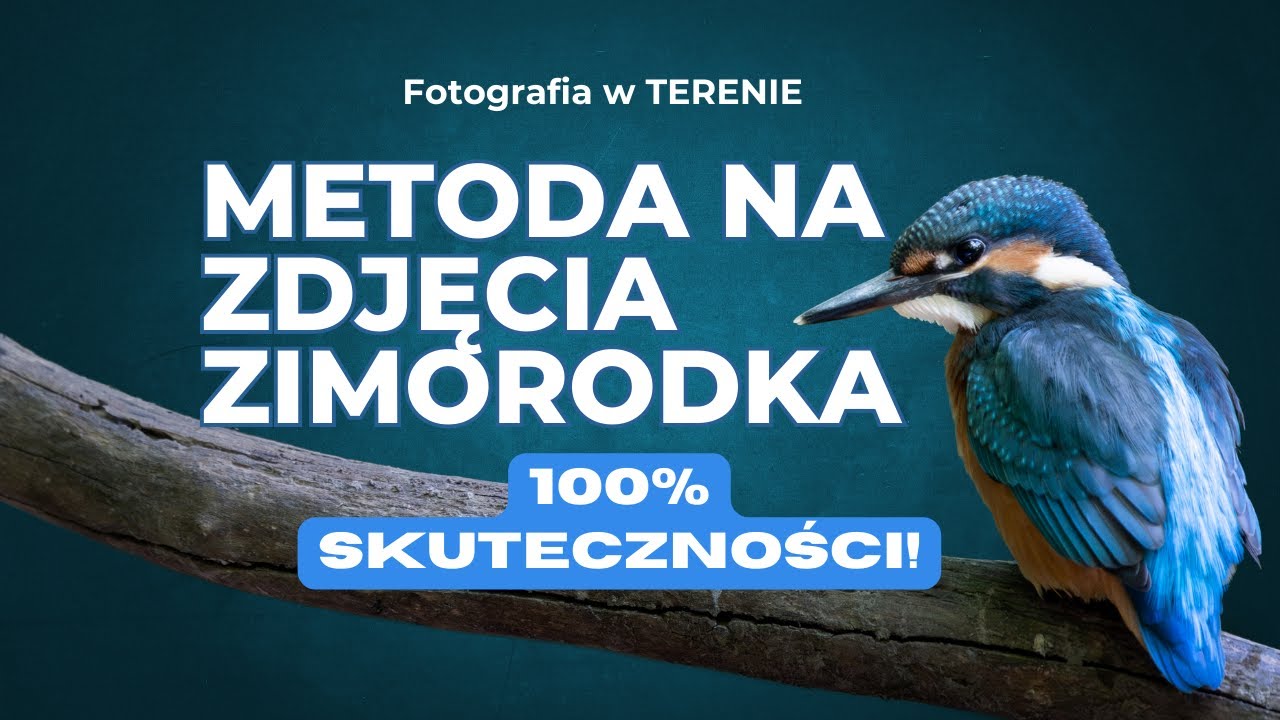 Jak znaleźć i sfotografować zimorodka ? Sprawdzony sposób!