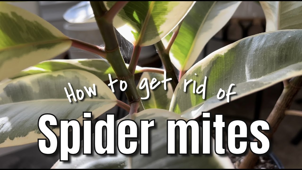 How to get spot and get rid of Spider Mites on plants! | My treatment that works!