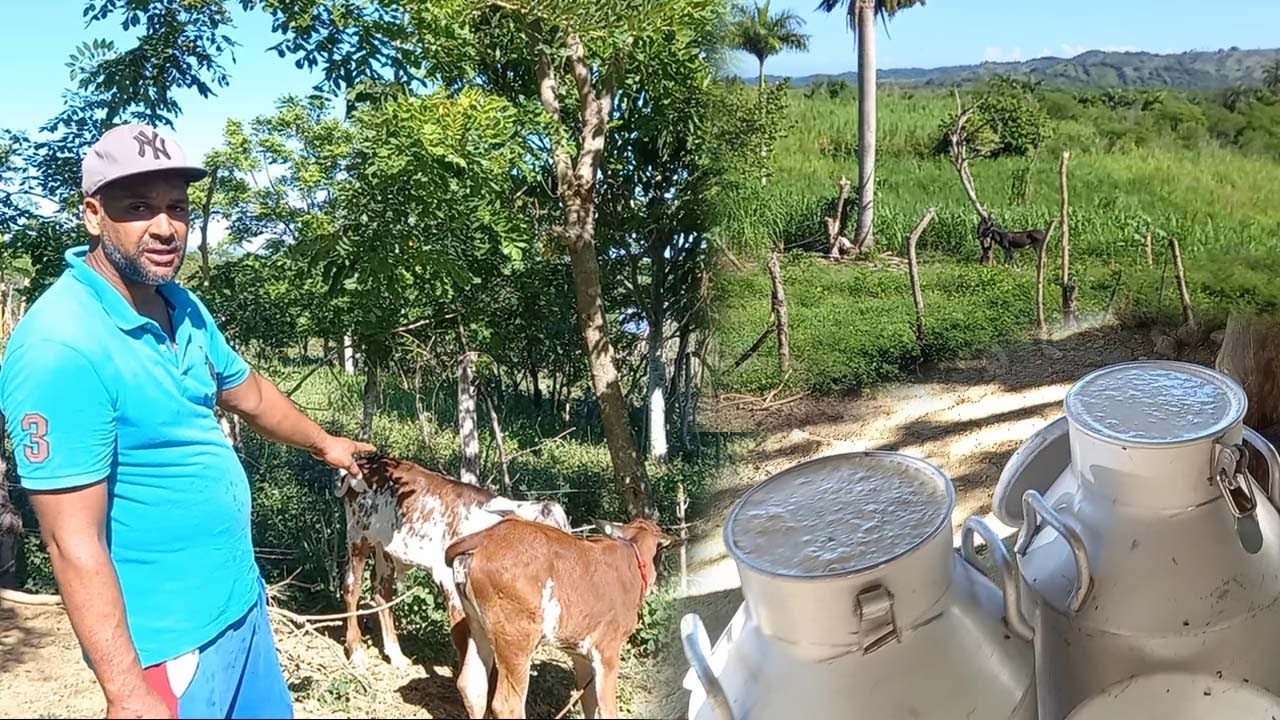 El ganadero que no programa sus vacas, La vida del campo en republica dominicana con Gregorio.