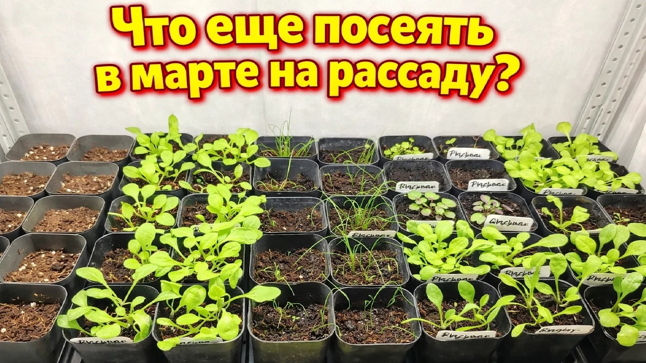 Что еще можно посеять в марте на рассаду?