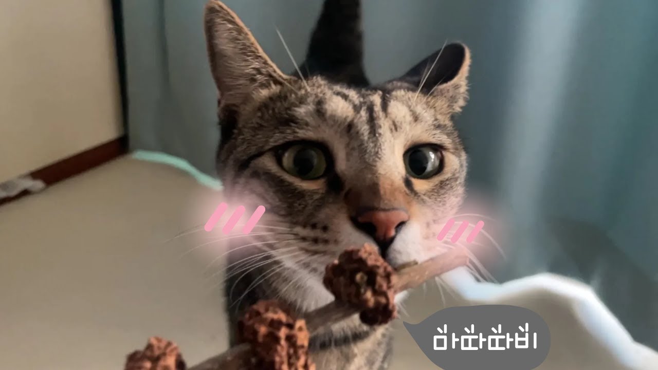 마따따비가 최고인 고양이(#마따따비)